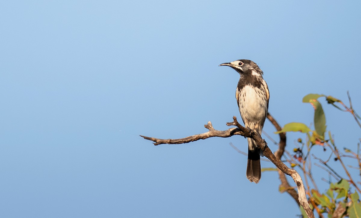 White-fronted Honeyeater - ML615084497