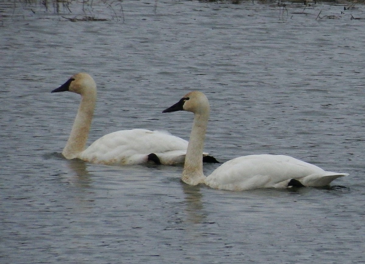 Tundra Swan - ML615084503