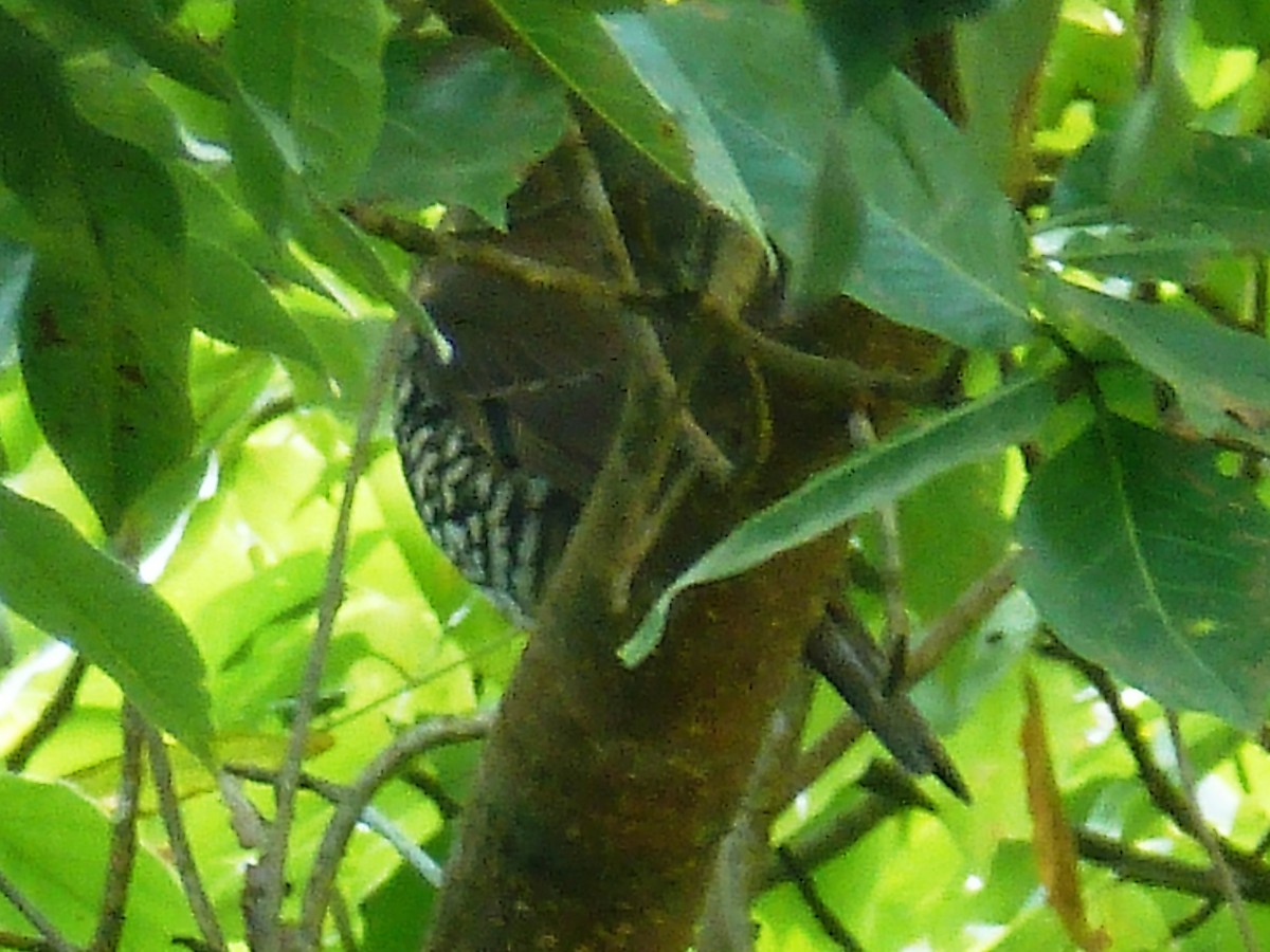 Long-tailed Thrush - ML615084517