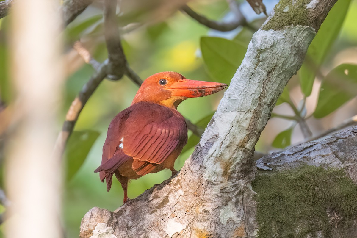 Ruddy Kingfisher - Kalpesh Krishna