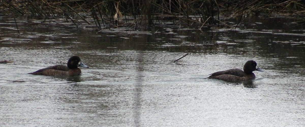 Greater Scaup - ML615084526