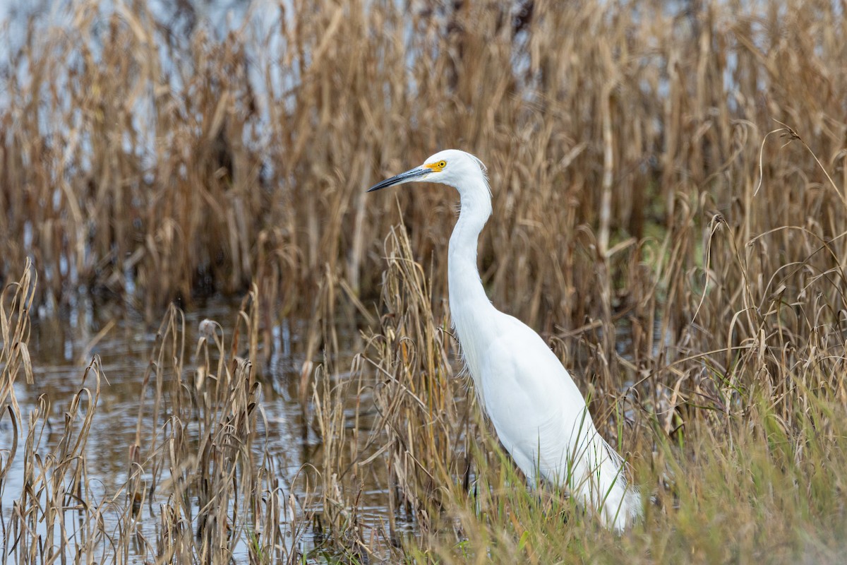 Snowy Egret - Ben  Valdez