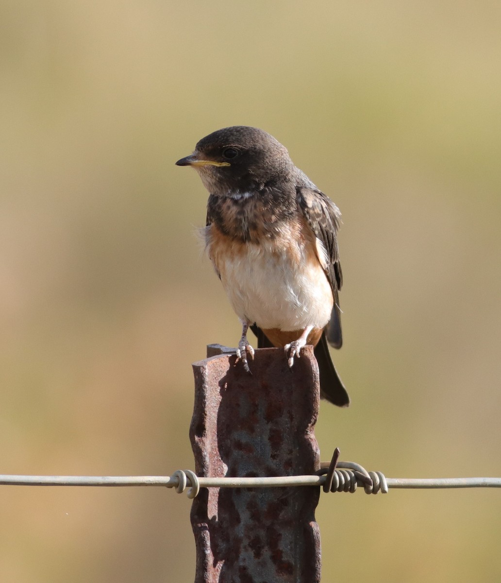 South African Swallow - ML615084532