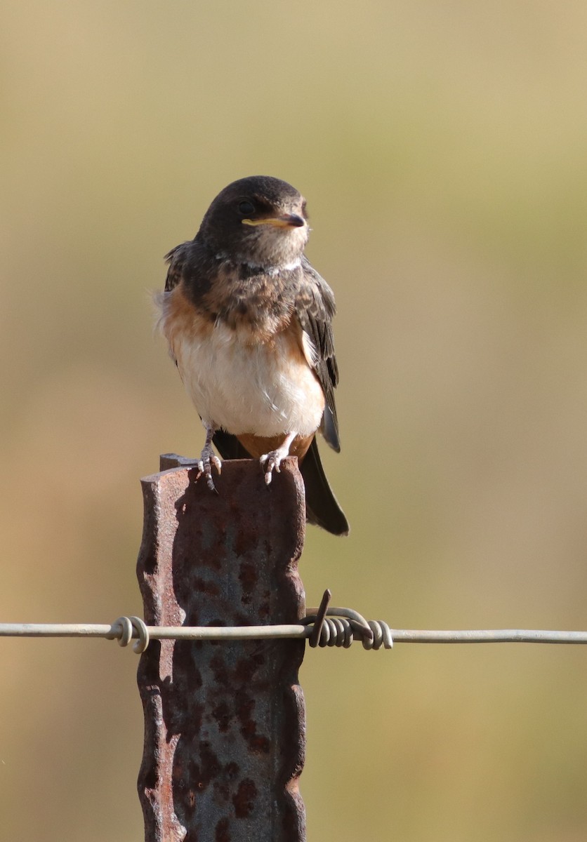 South African Swallow - ML615084533
