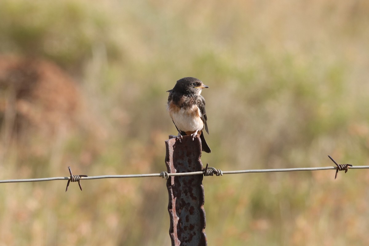 South African Swallow - ML615084534