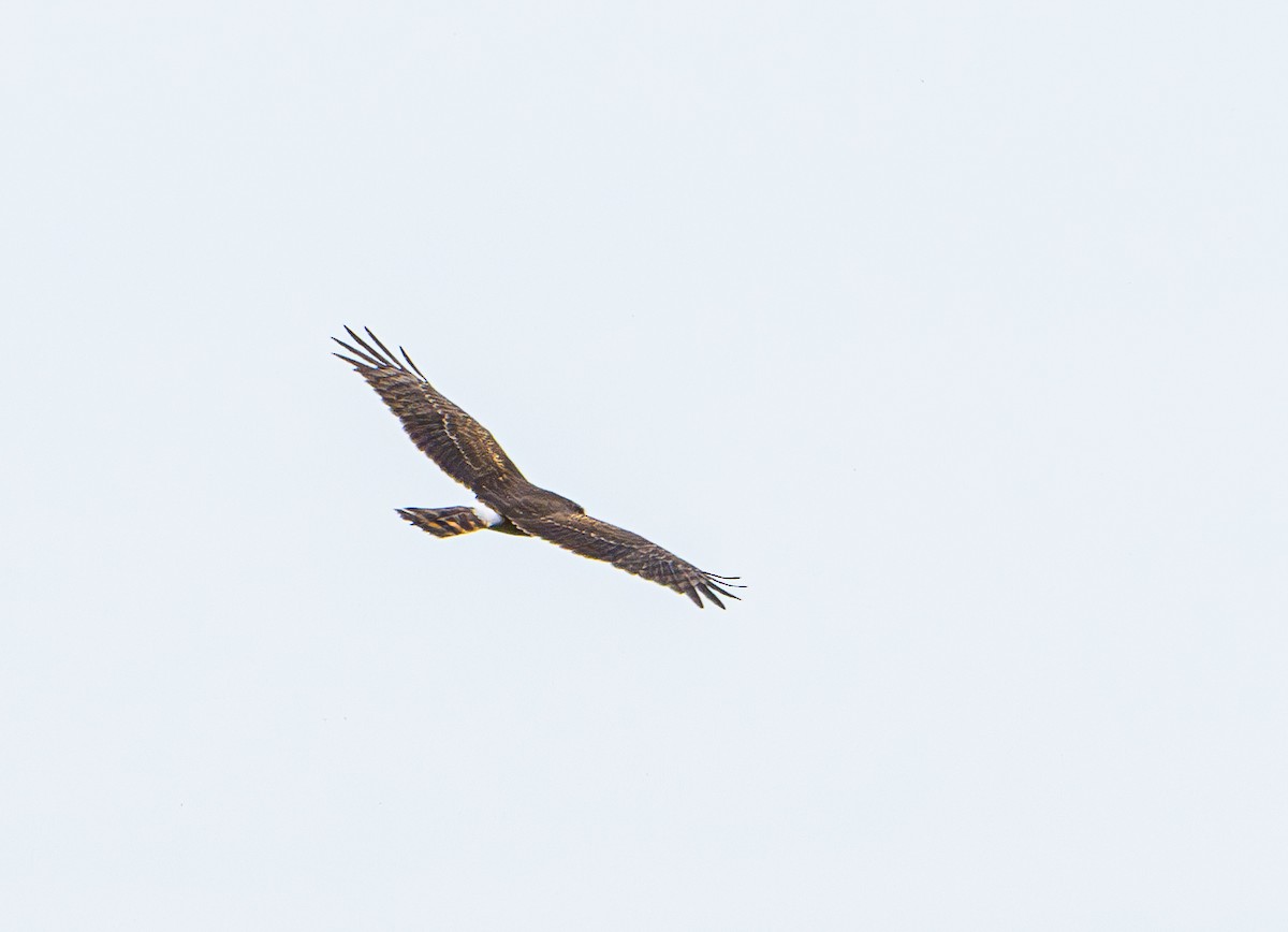 Northern Harrier - ML615084537