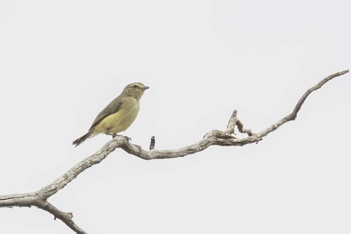 Weebill - ML615084556