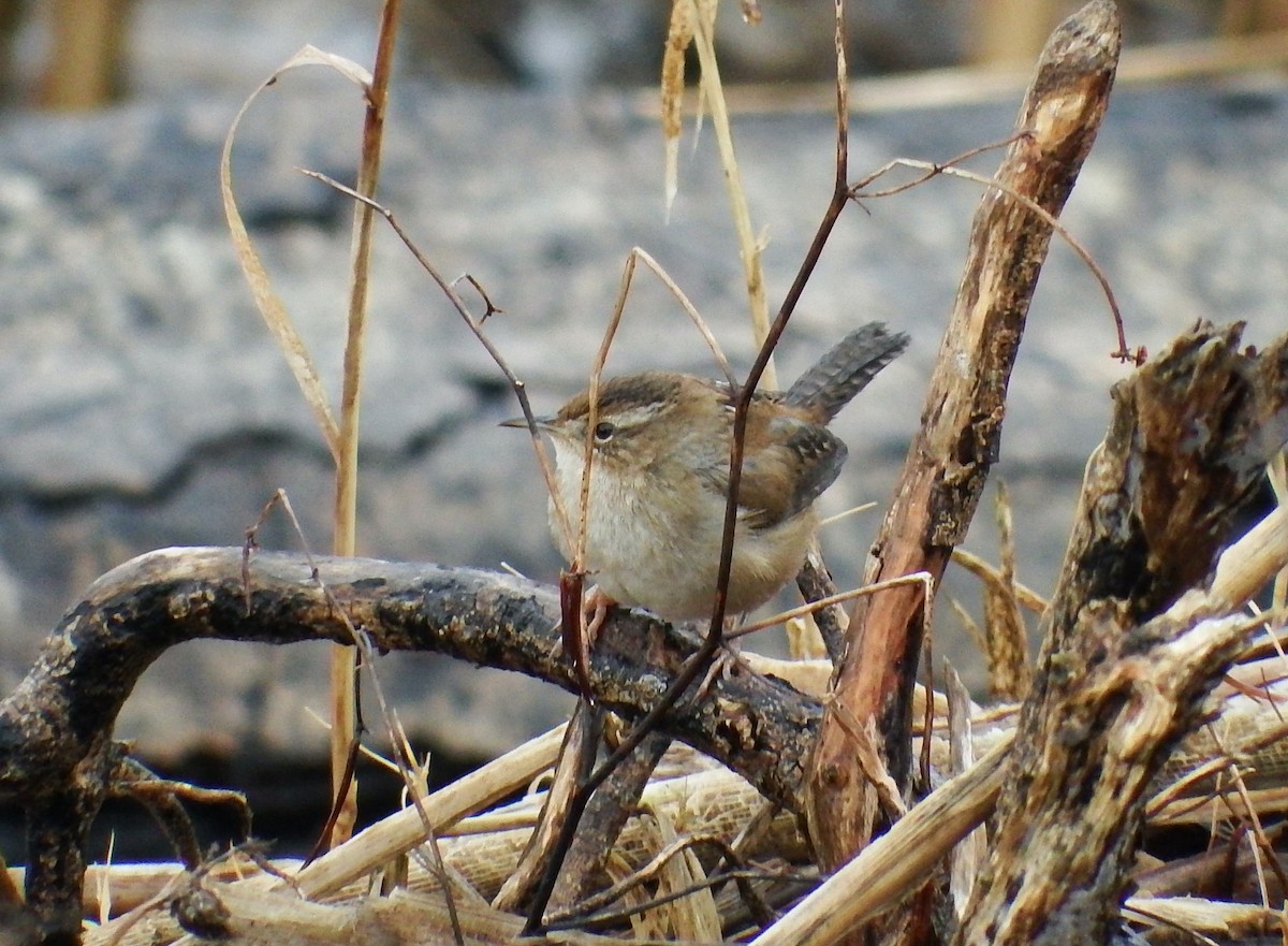 Marsh Wren - Chris Rurik