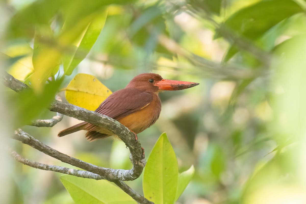 Ruddy Kingfisher - Kalpesh Krishna