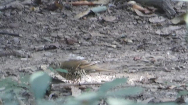 Long-tailed Thrush - ML615084608