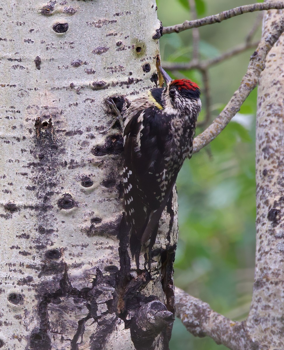 Yellow-bellied Sapsucker - ML615084618