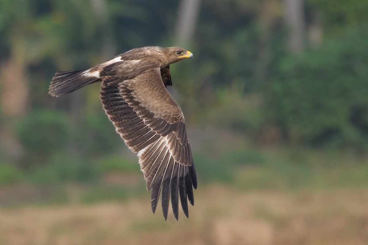 Indian Spotted Eagle - ML615084619