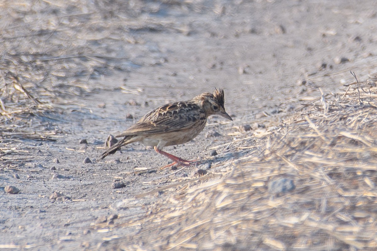 Oriental Skylark - ML615084636