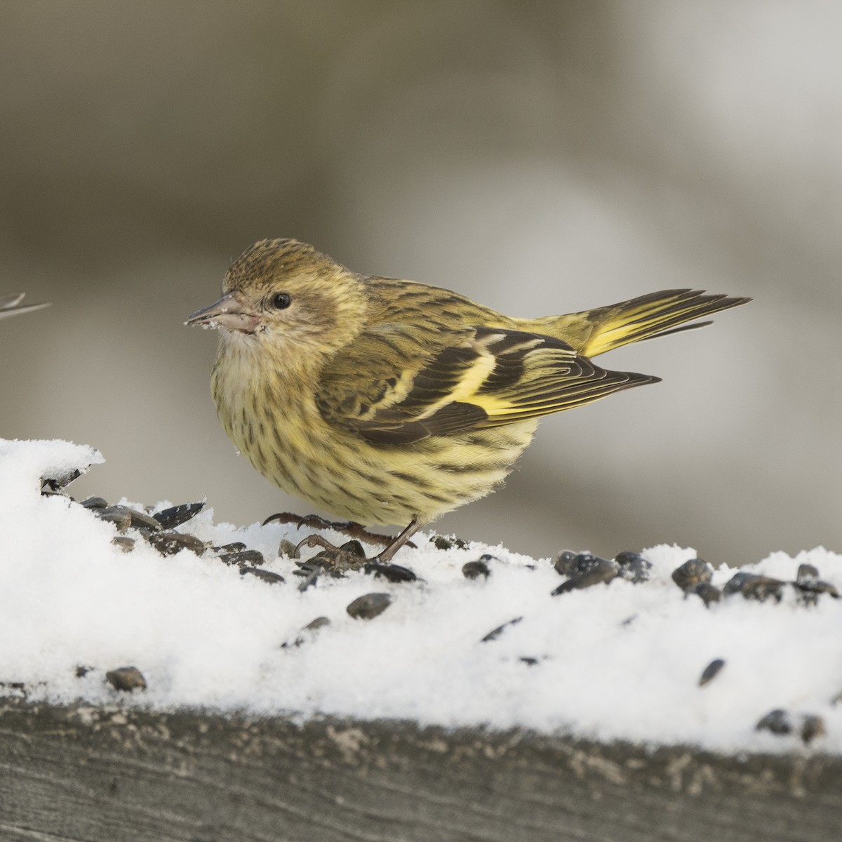 Pine Siskin (green morph) - ML615084647