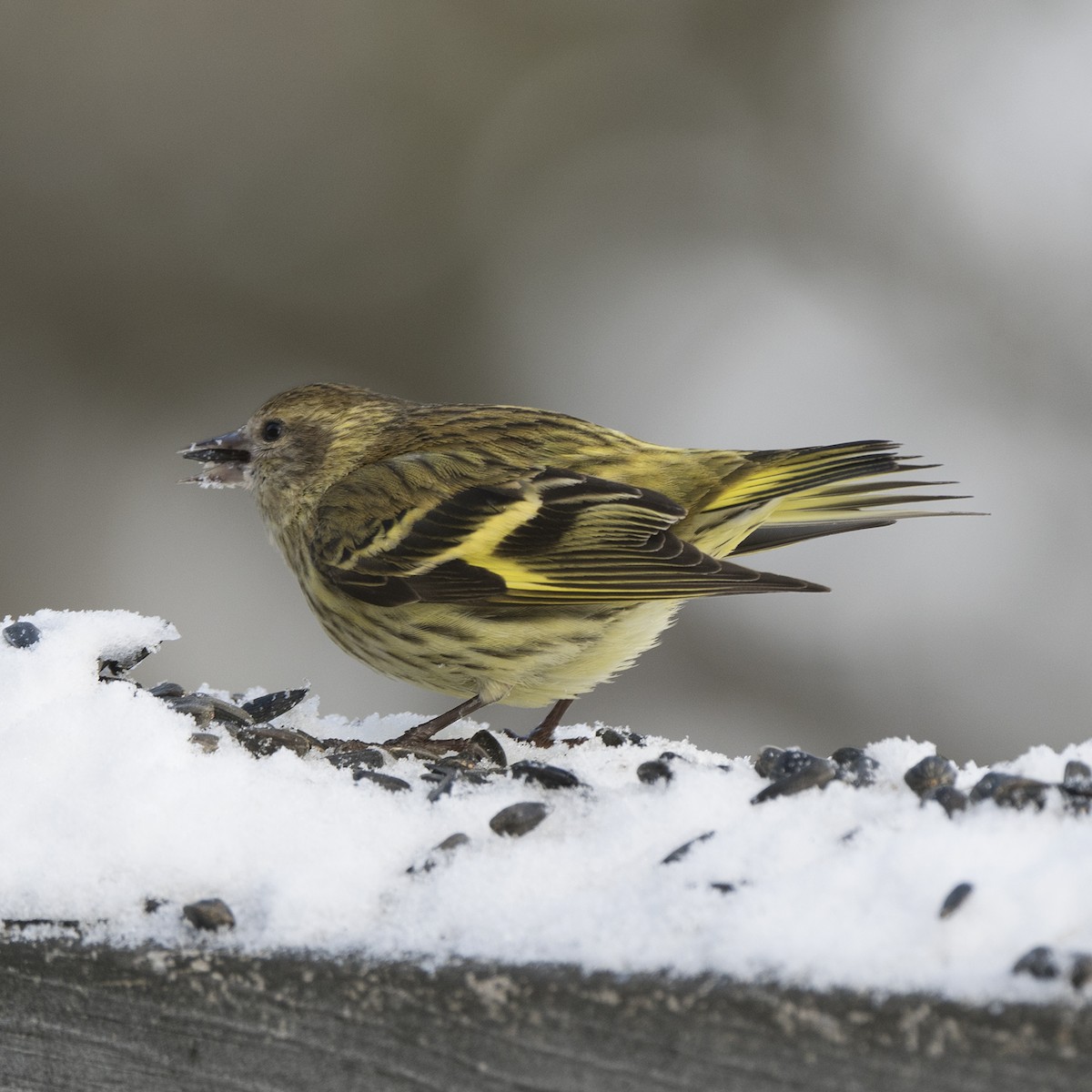 Pine Siskin (green morph) - ML615084648