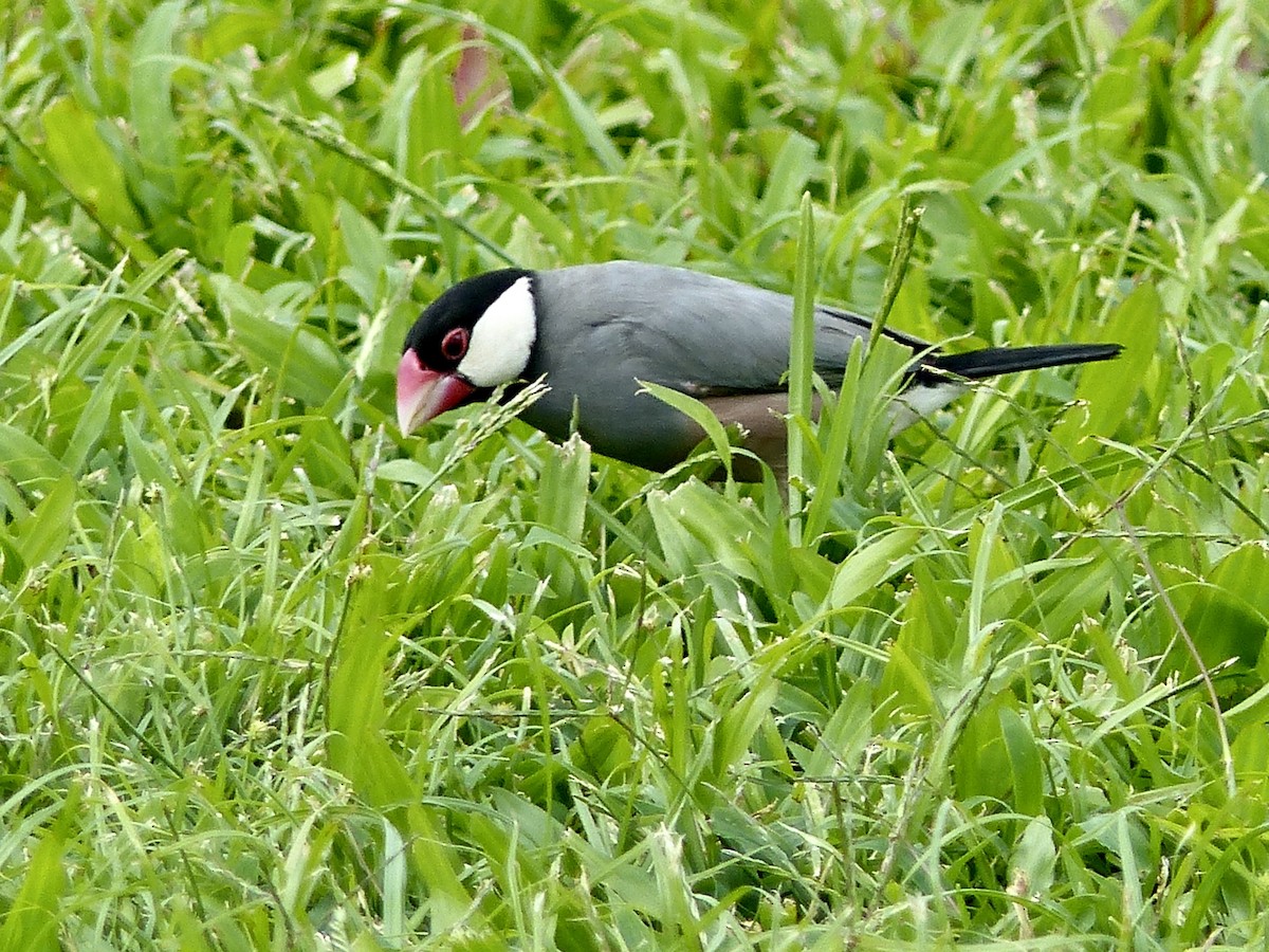 Java Sparrow - Jenny Bowman