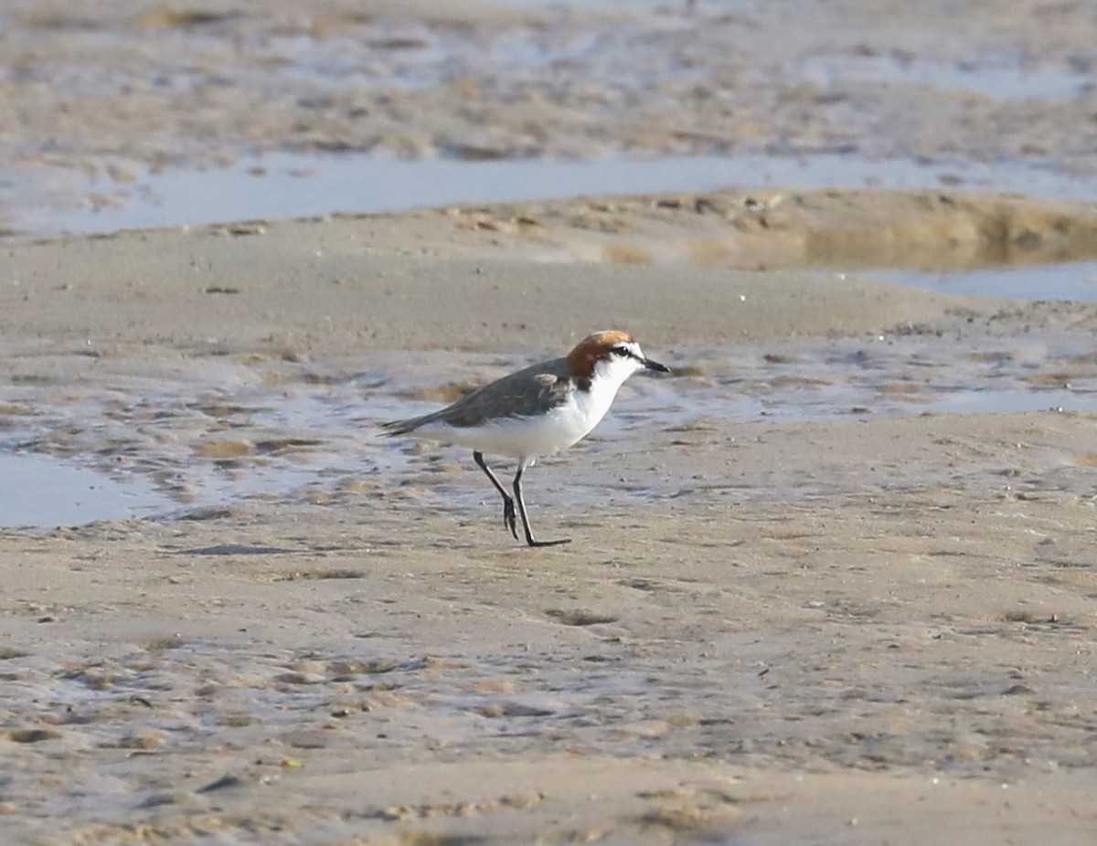 Red-capped Plover - ML615084686