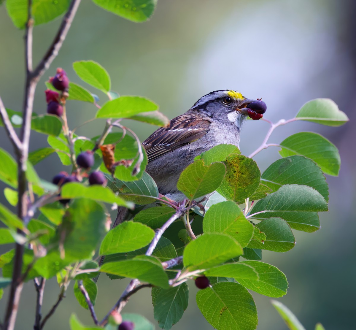 White-throated Sparrow - ML615084700