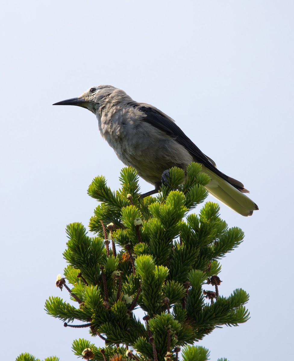 Clark's Nutcracker - ML615084722