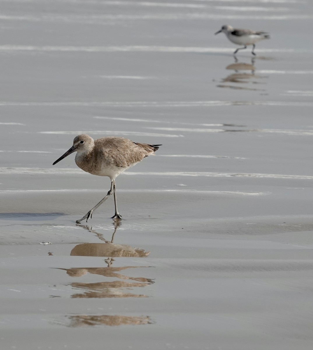 Willet - Jill Punches