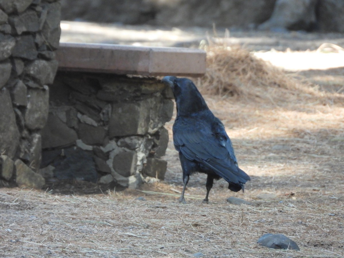 Common Raven - ML615084740