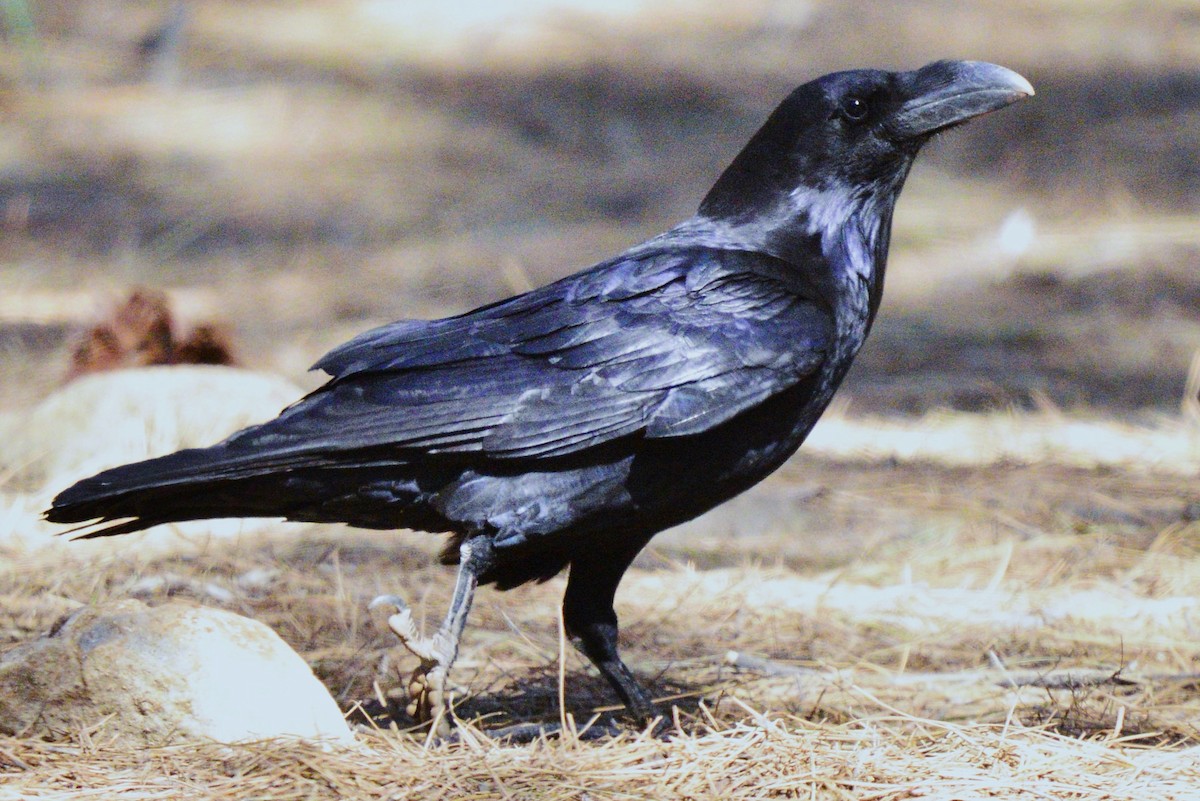 Common Raven - ML615084741