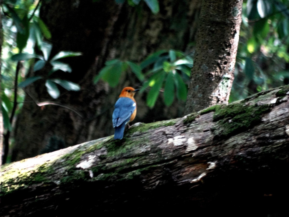 Orange-headed Thrush - ML615084761