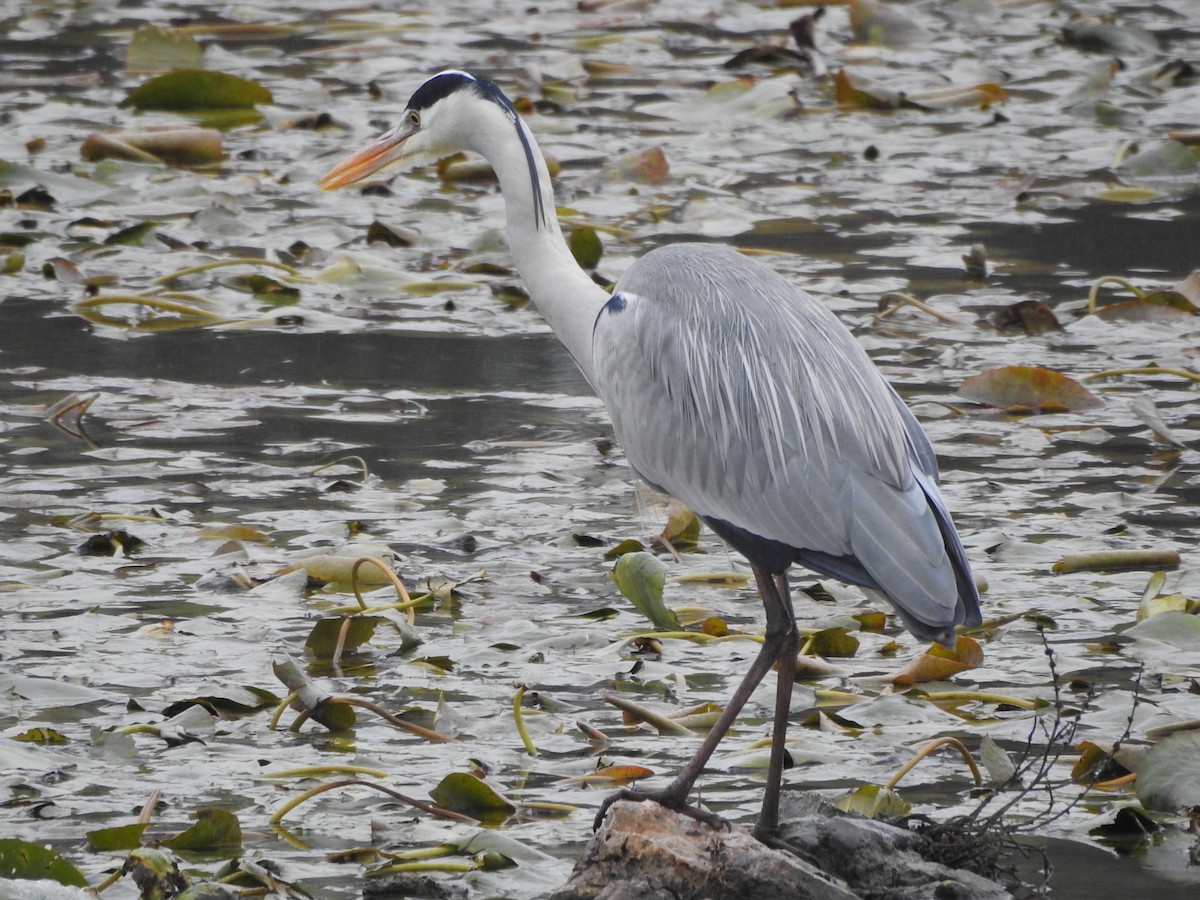 Gray Heron - ML615084770