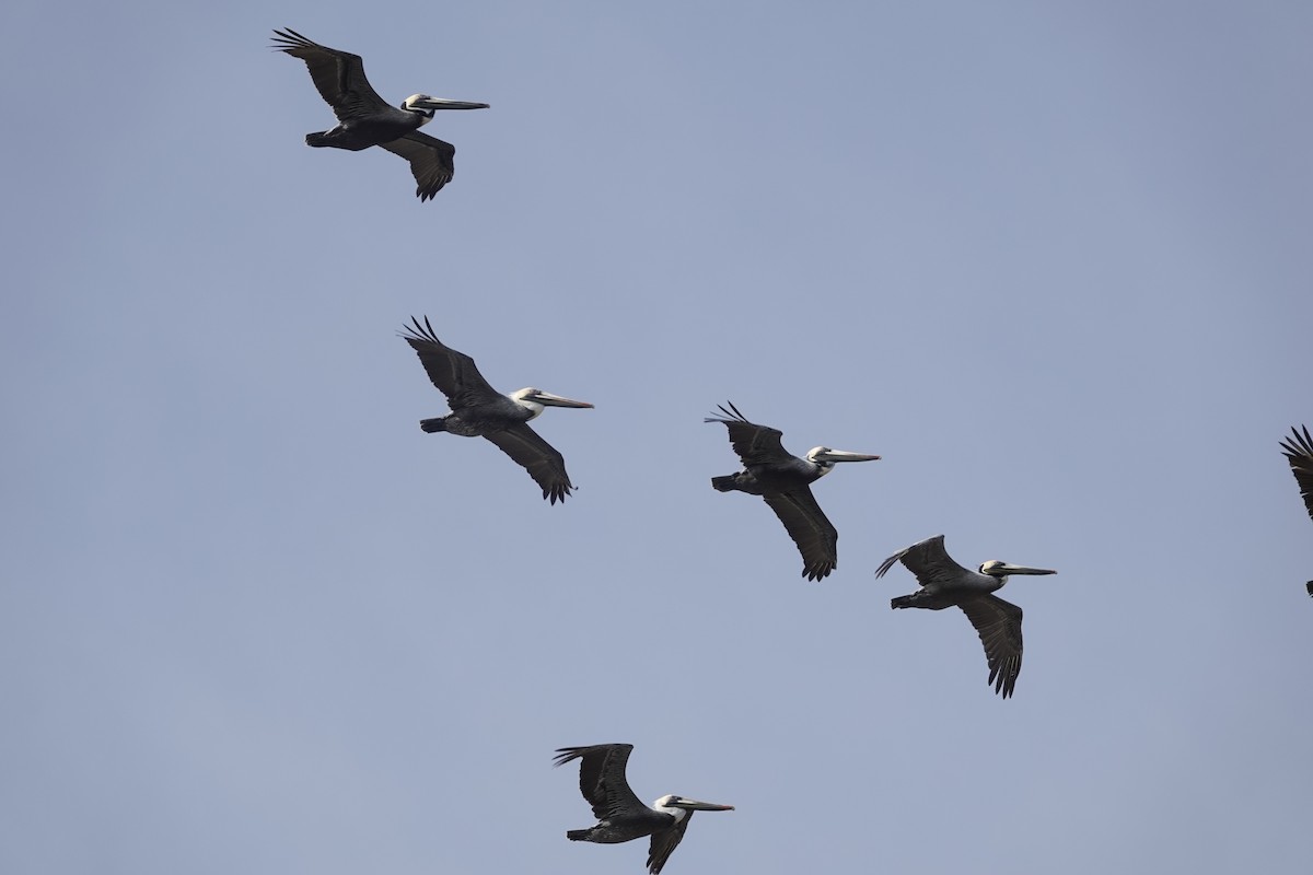 Brown Pelican - Jill Punches