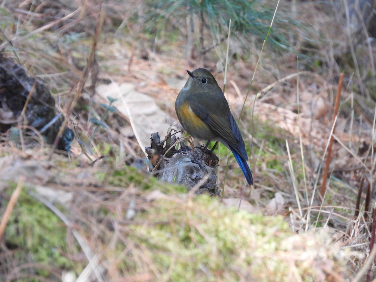 Himalayan Bluetail - ML615084823