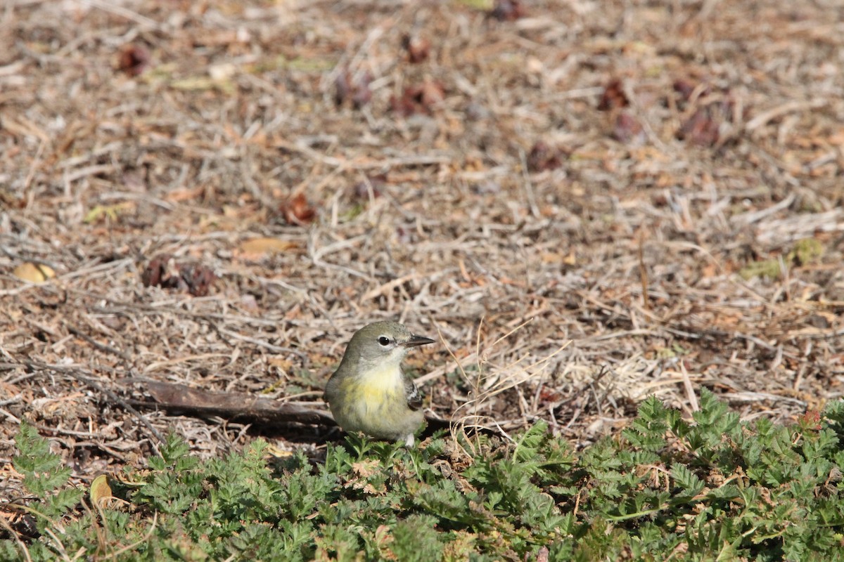 Pine Warbler - ML615084854