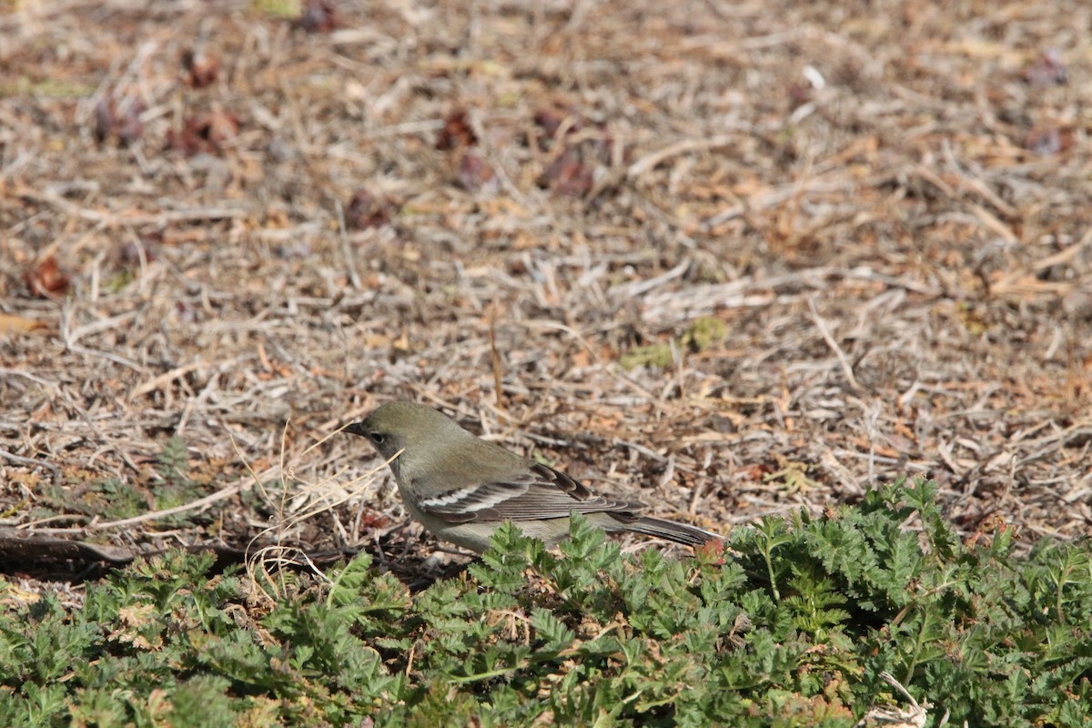 Pine Warbler - ML615084867