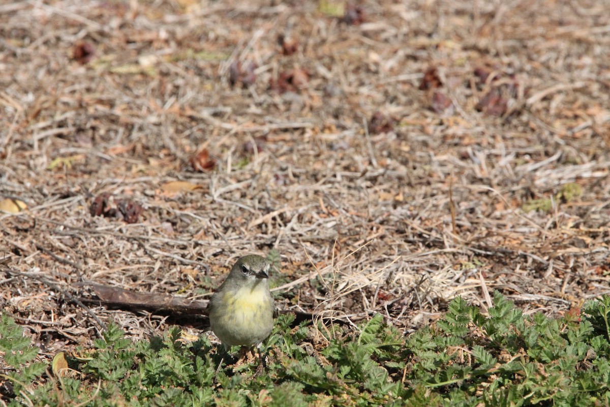 Pine Warbler - ML615084868