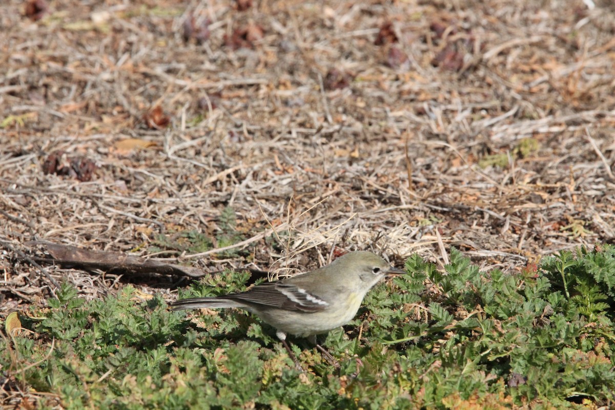 Pine Warbler - Brad Shine