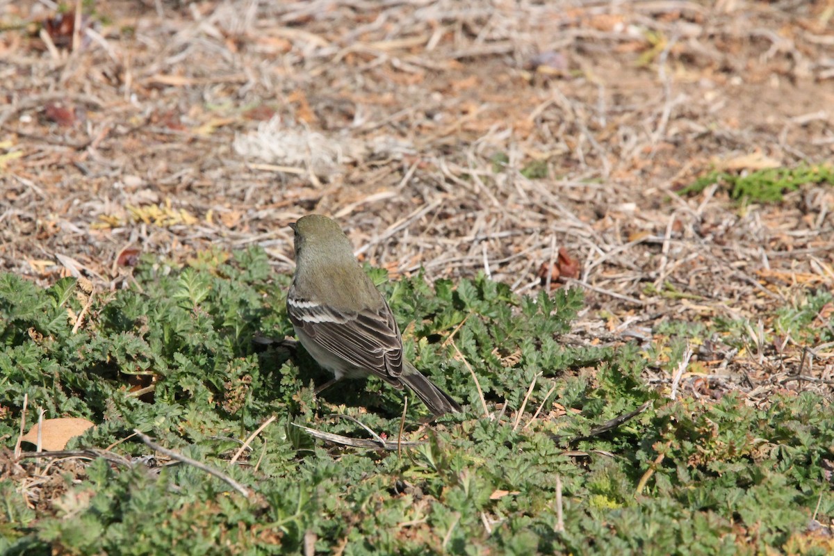 Pine Warbler - ML615084872