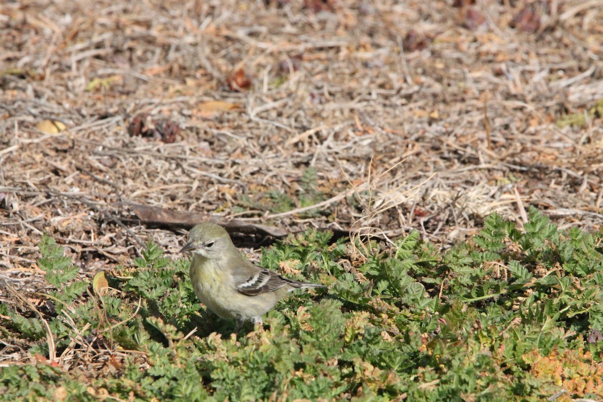 Pine Warbler - ML615084873