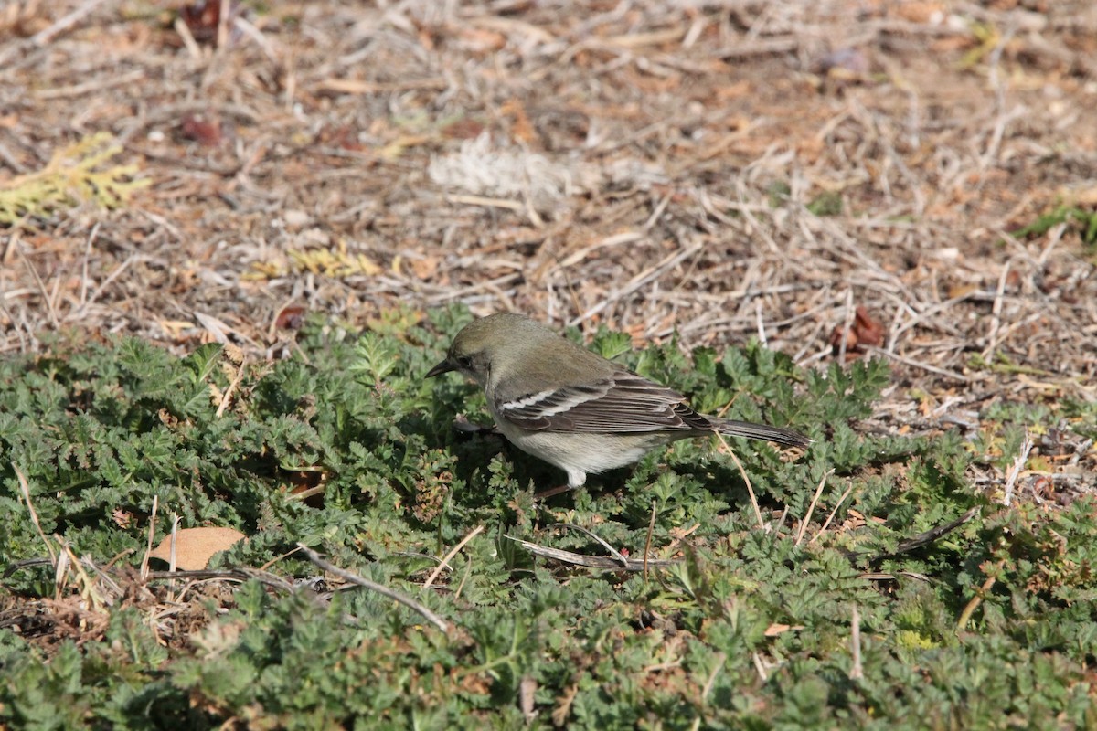 Pine Warbler - ML615084874