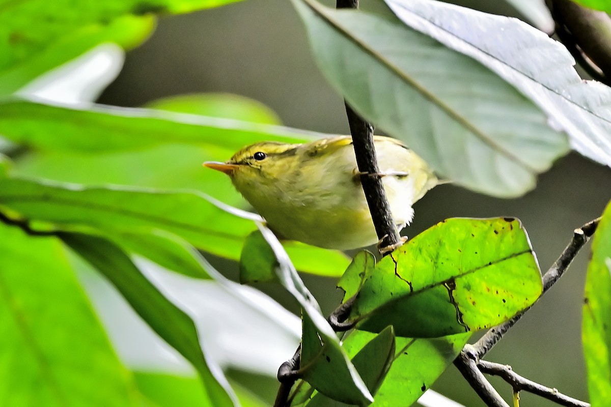 Kloss's Leaf Warbler - ML615084882