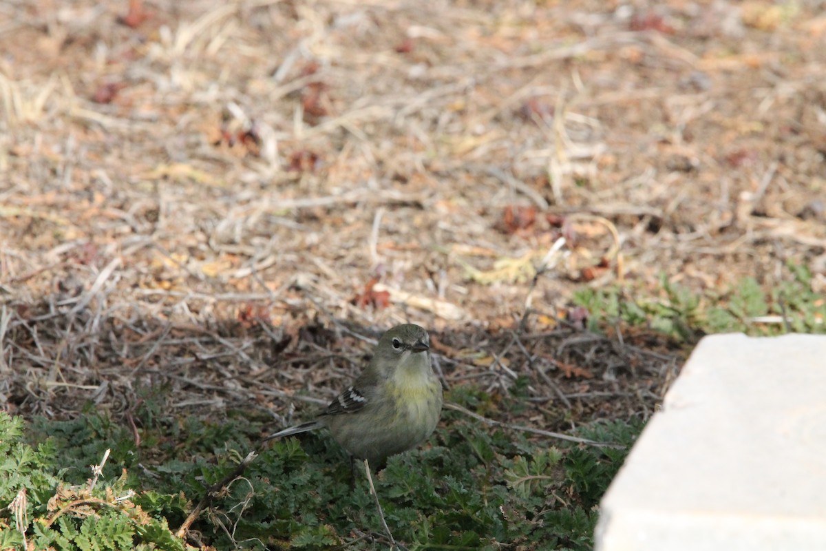 Pine Warbler - ML615084885