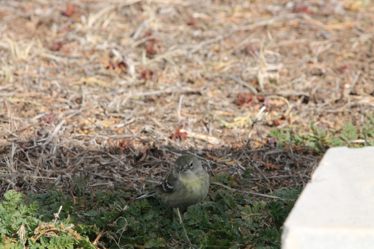 Pine Warbler - ML615084886