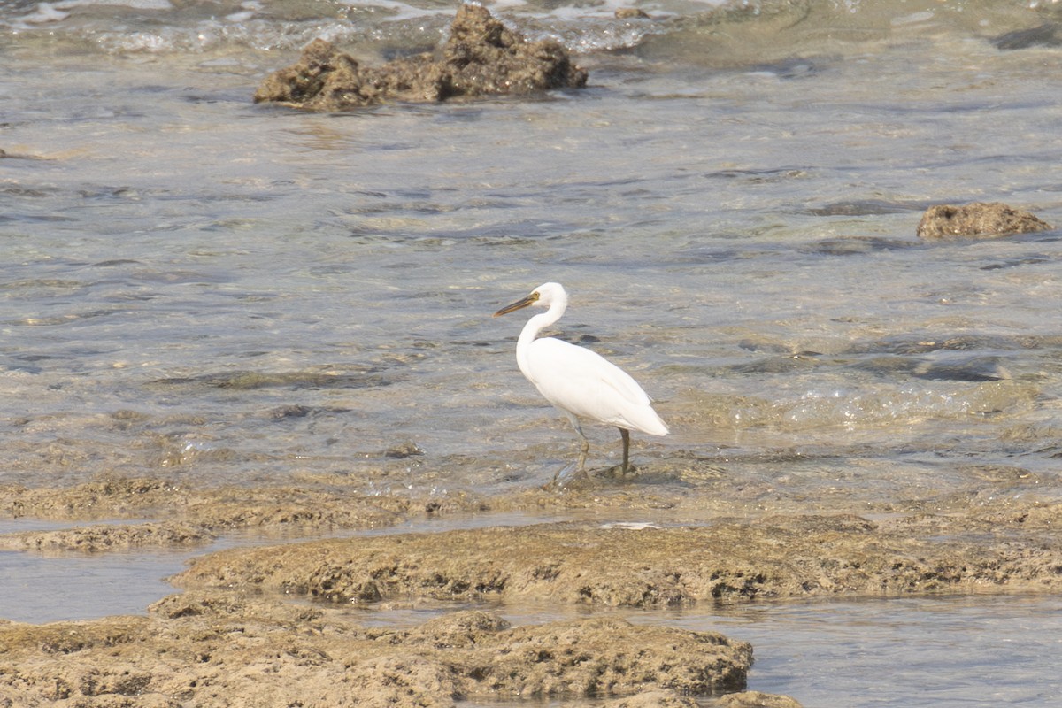 Pacific Reef-Heron - Kalpesh Krishna