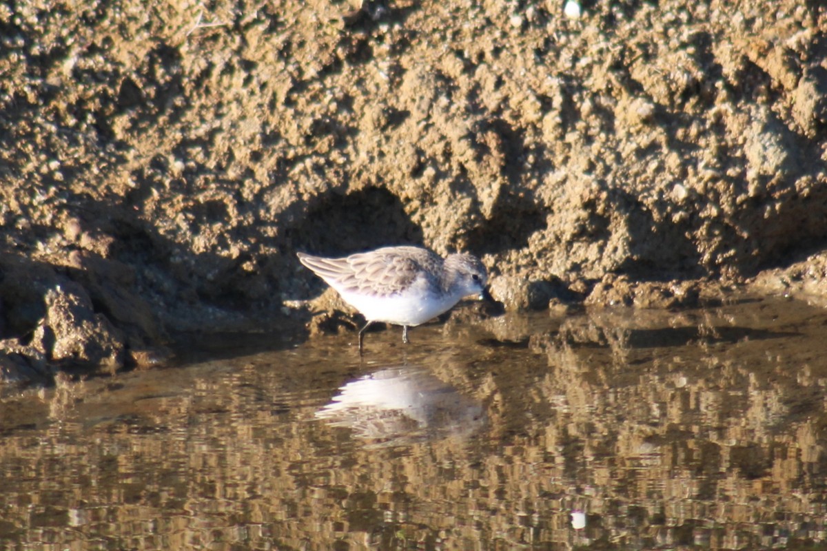 Little Stint - ML615084980