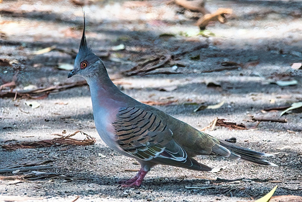 Crested Pigeon - ML615084981