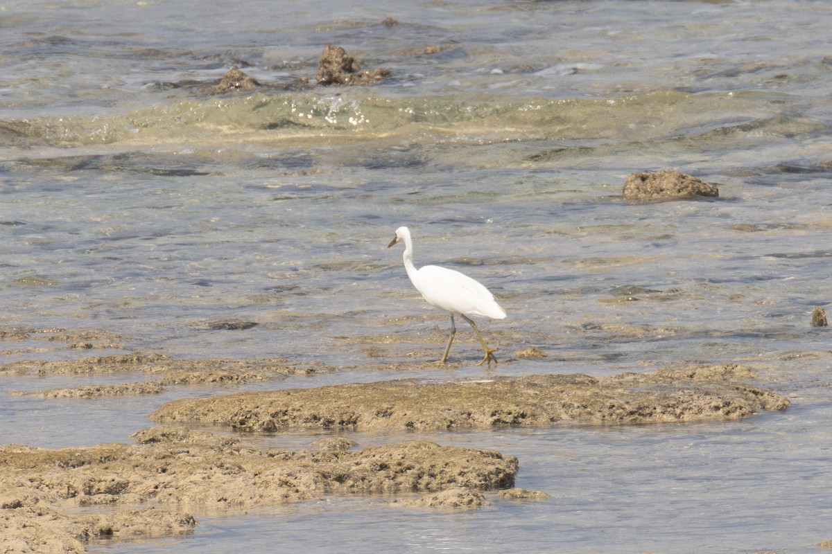 Pacific Reef-Heron - ML615085013