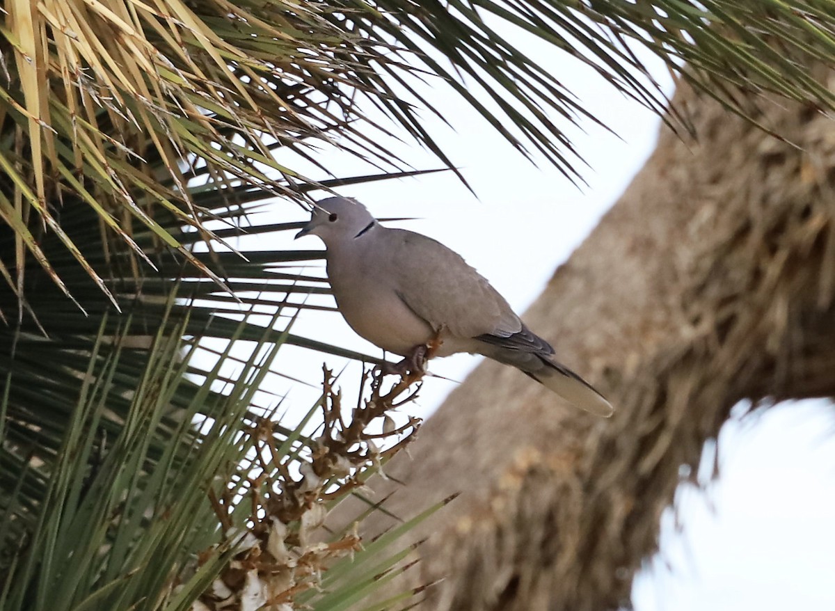 Eurasian Collared-Dove - ML615085028