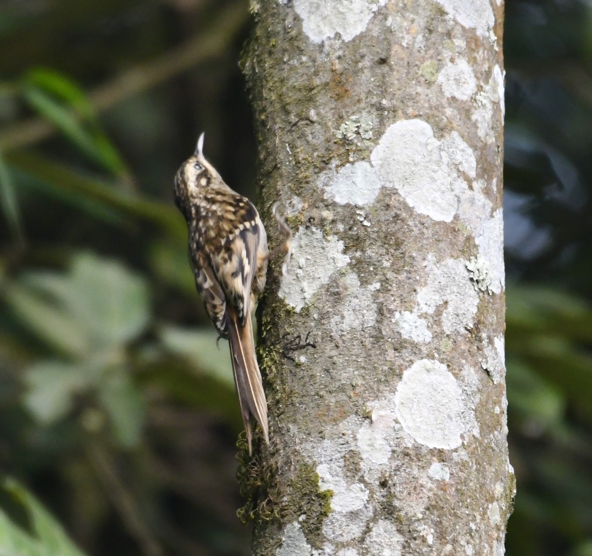 Sikkim Treecreeper - ML615085059