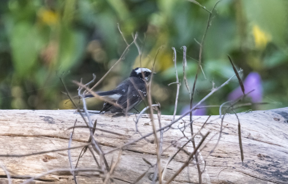 White-browed Fantail - ML615085172