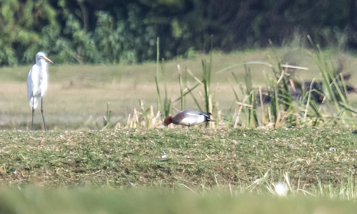 Eurasian Wigeon - ML615085180