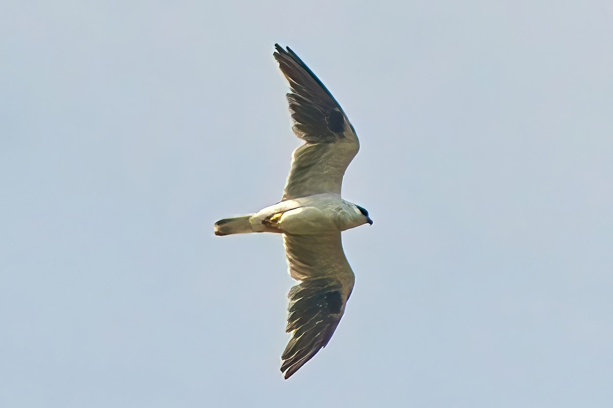 Black-shouldered Kite - ML615085194