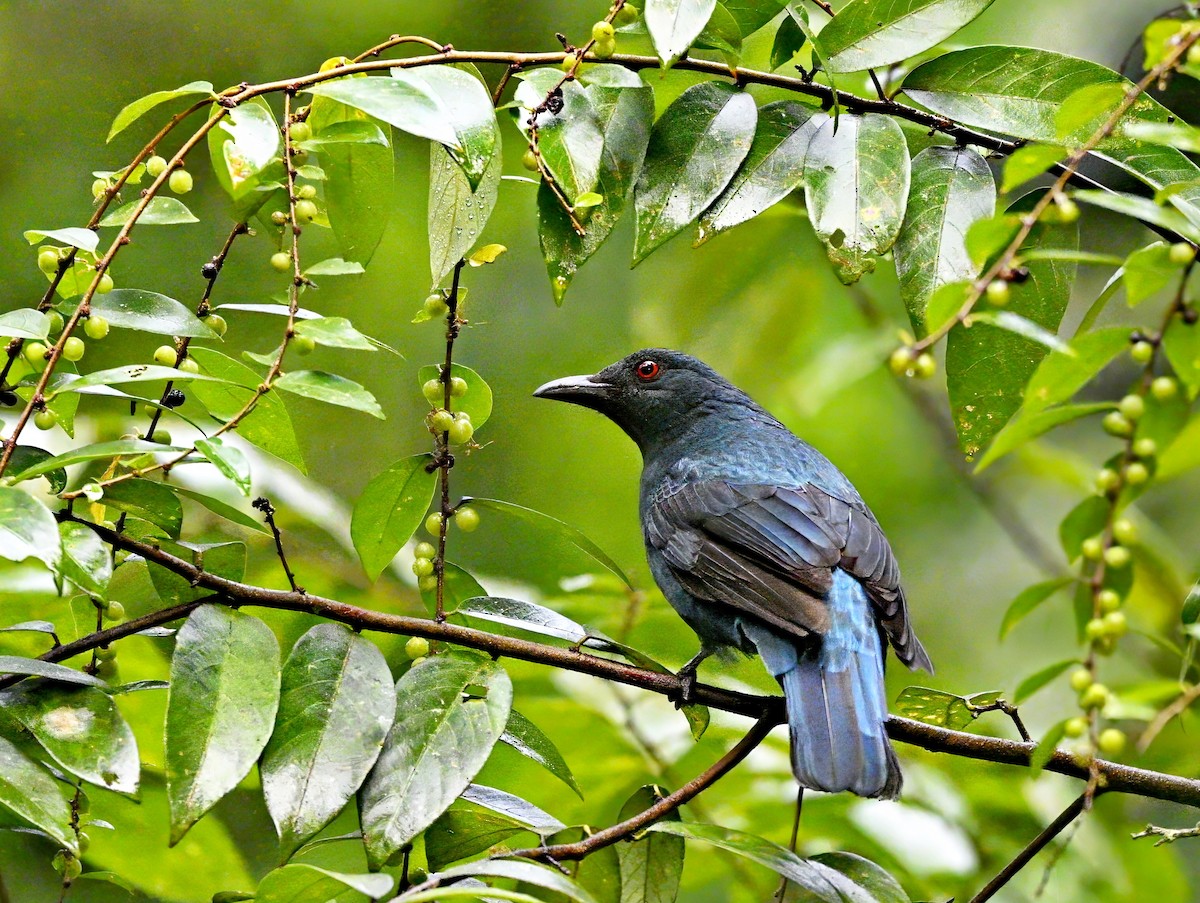 Asian Fairy-bluebird - ML615085257